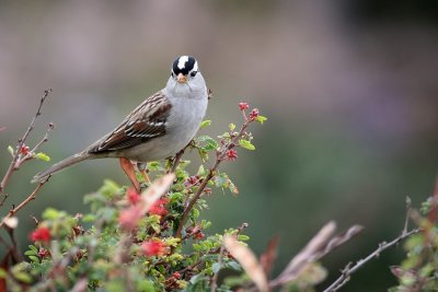 Small Birds