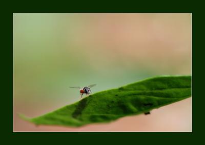 Little Fly