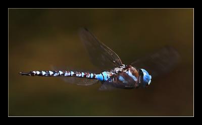 Dragonfly in Flight II
