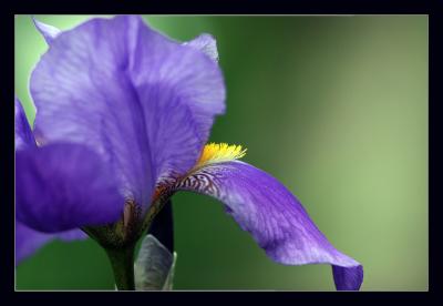 Iris