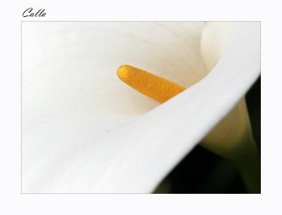 Calla II