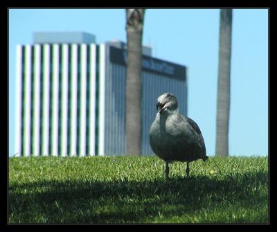 Gull on grass