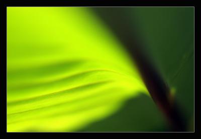 Leaves Abstract II