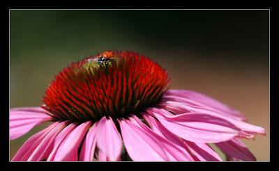 Flower  and a Ladybug