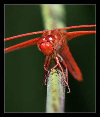 Red Dragonfly g