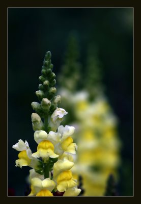 Yellow Bells