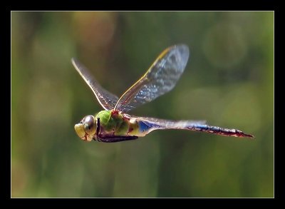 Dragonfly In Flight IV