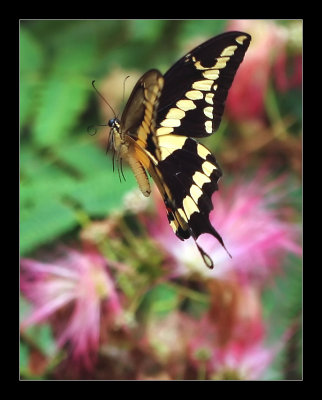 Tiger Swallowtail in Flight