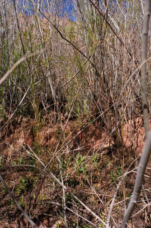 Vegetation nightmare ahead
