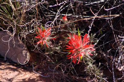 Local color: paintbrush