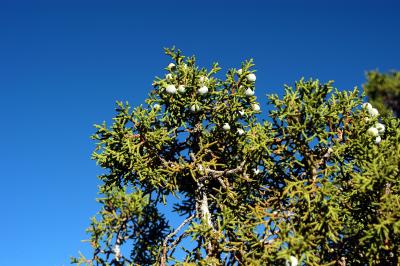 Juniper berries (actually cones)