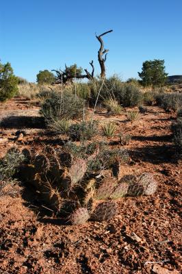 Cactus and other vegetation