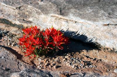 Paintbrush ekes out an existence in the sandstone dirt