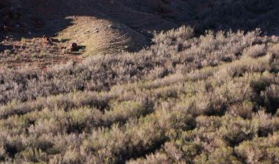 Shadows, game trails, and a jungle of tamarisk