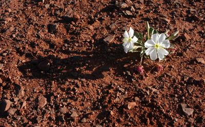 This dwarf evening primrose was about the only flower at the viewpoint
