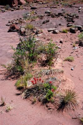 Paintbrush blossoms and stones of mystery