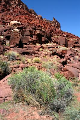 Vegetation, boulders, and strata