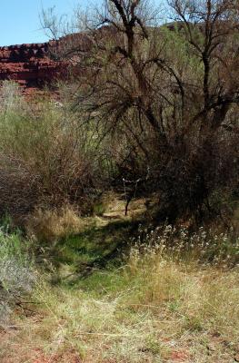 Tamarisk jungle between me and the river