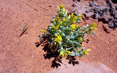 Bright blossoms of Newberry's Twinpod (Physaria newberryi)