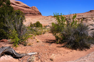 Vegetation in the bowl