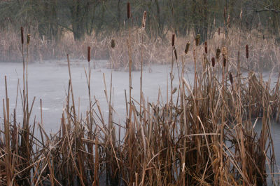 Cattails and fog at a frozen pond