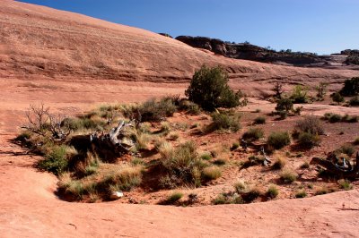 Oasis of life surrounded by rock