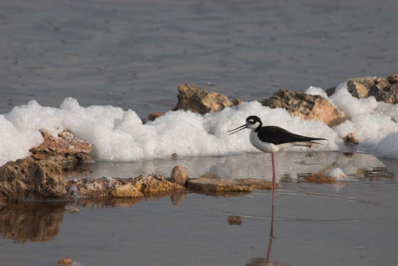 Black-necked Stilt