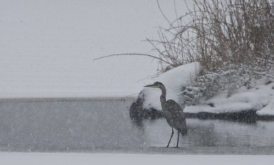 Great Blue Heron in winter