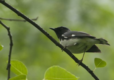 Black Troated Blue Warbler