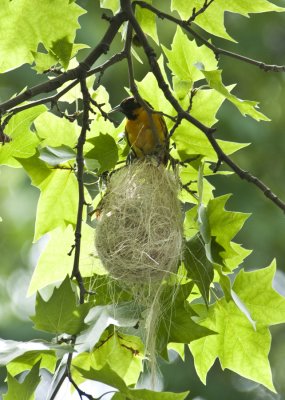 Female Baltimore Oriole on nest.jpg