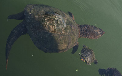 Snapping Turtle with little Red Eared Slider.jpg