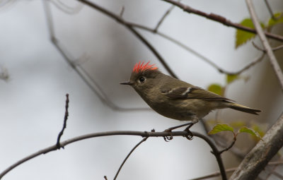 Ruby Crown Kinglet.jpg