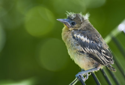 Little Baltimore Oriole.jpg