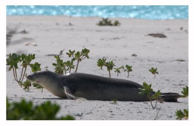 midway_atoll