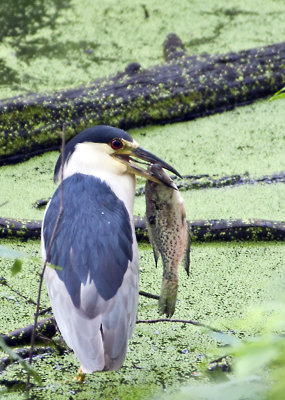 Black-crown Night Heron with Crappie