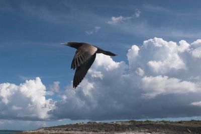 Brown Booby