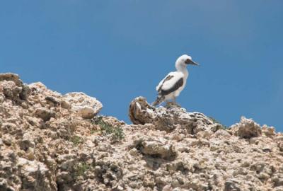 Masked Booby, juvenile