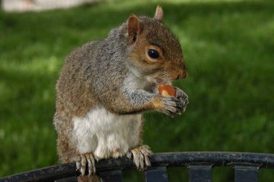 Grey Squirrel