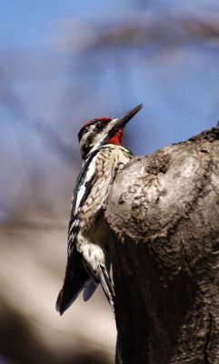  Yellow Bellied Sapsucker