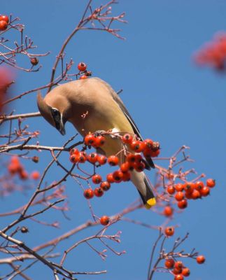 Cedar Waxwing