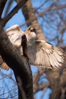 Pale Male