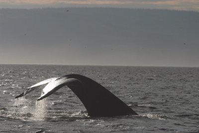 Whale-watching in Quebec