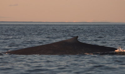 B260  Blue Whale
