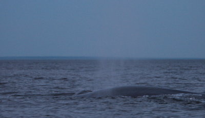 Blue Whale blow