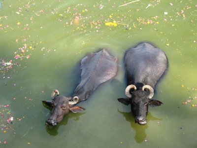 buffalos cooling down in the river