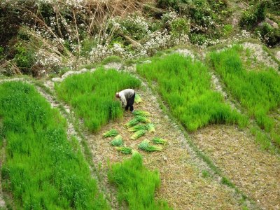 rice paddies - I love the green!