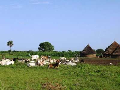 a Dinka homestead