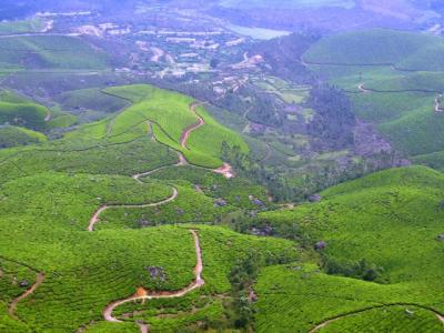 Tea country