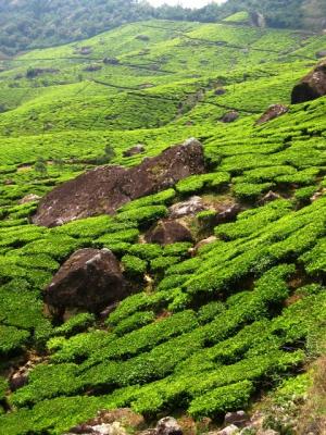 g4/93/586793/3/60228107.MunnarMunnar045.jpg