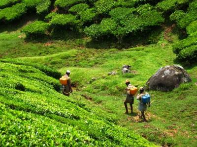 g4/93/586793/3/60228114.MunnarMunnar050.jpg